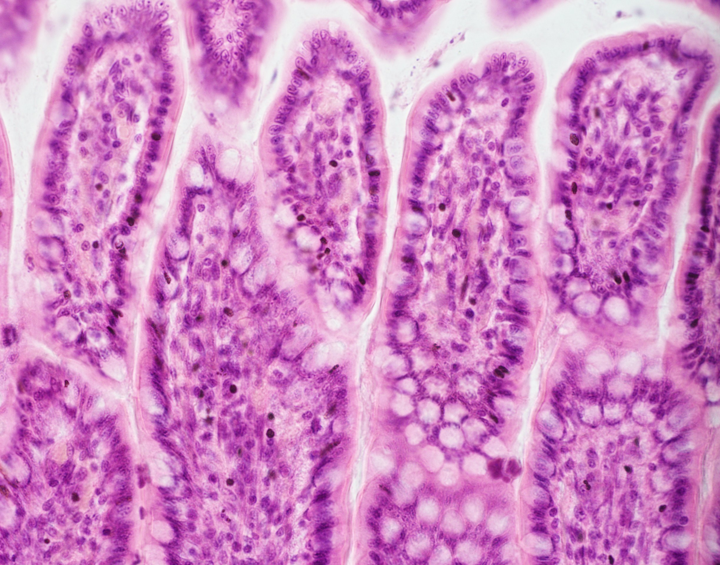 Course Image Žmogaus histologija (Medicina)_Edtech2